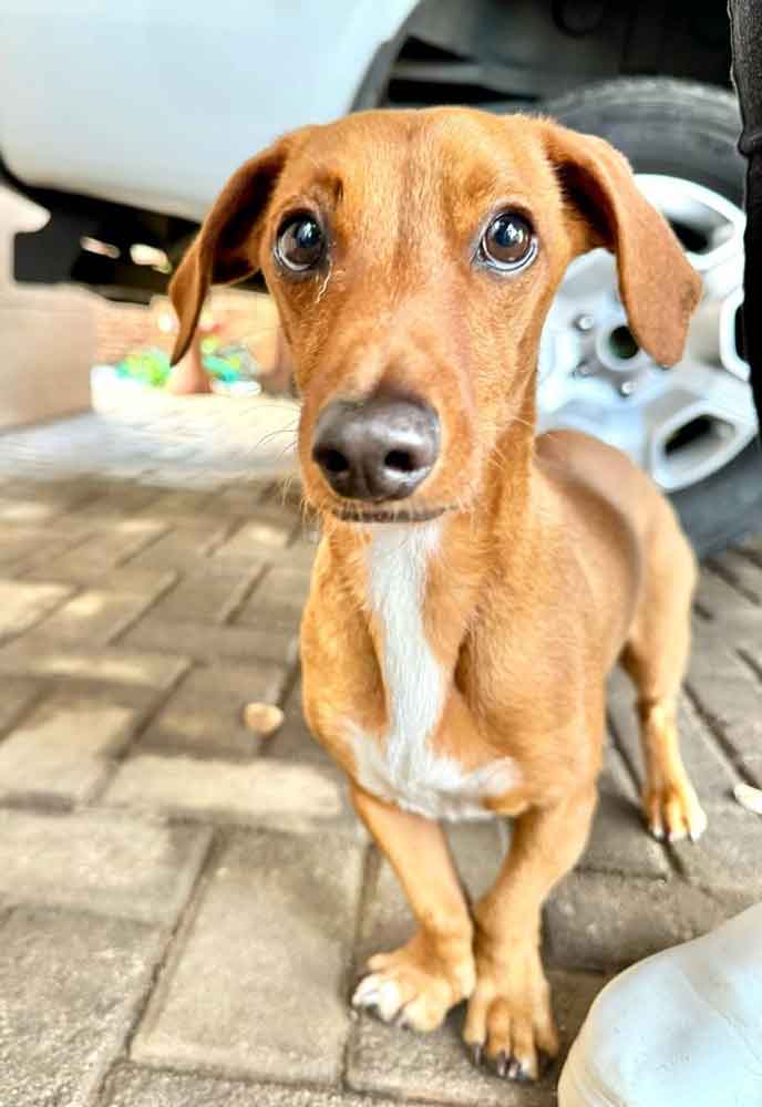 #178 Gauteng, Alberton: Dachshund Cross Pair 6 Manji male Dachshund cross