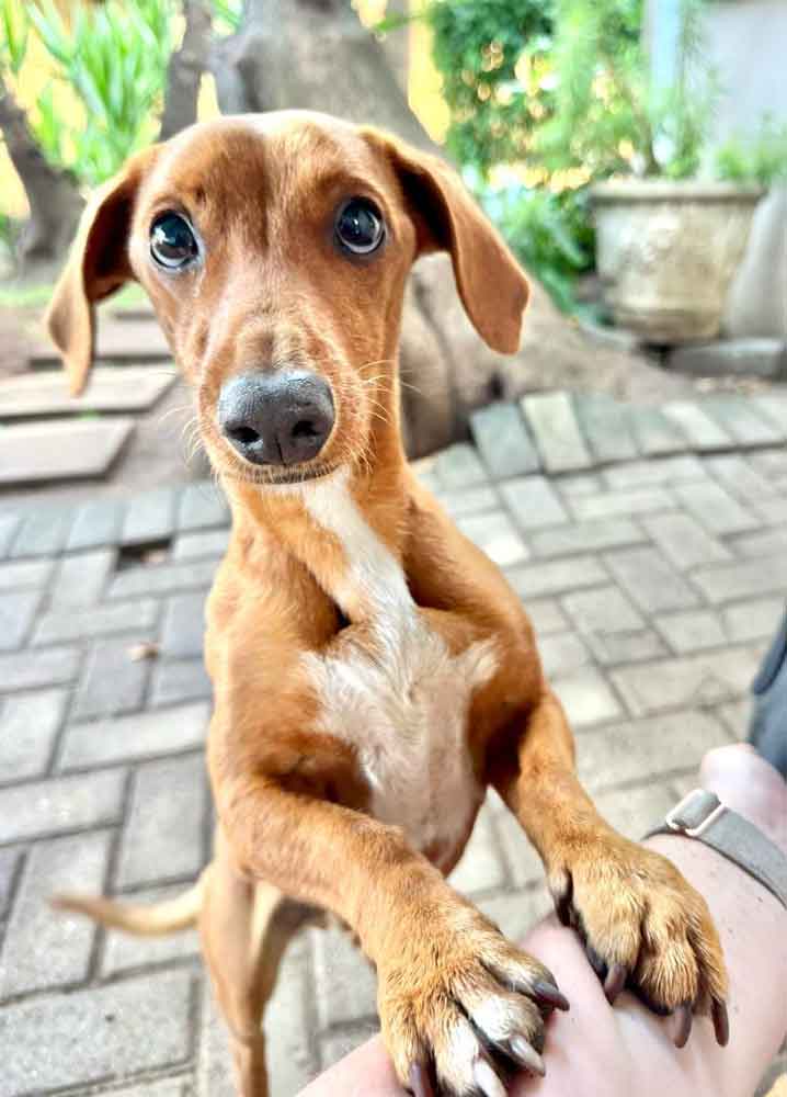 #178 Gauteng, Alberton: Dachshund Cross Pair 8 Manji male Dachshund cross