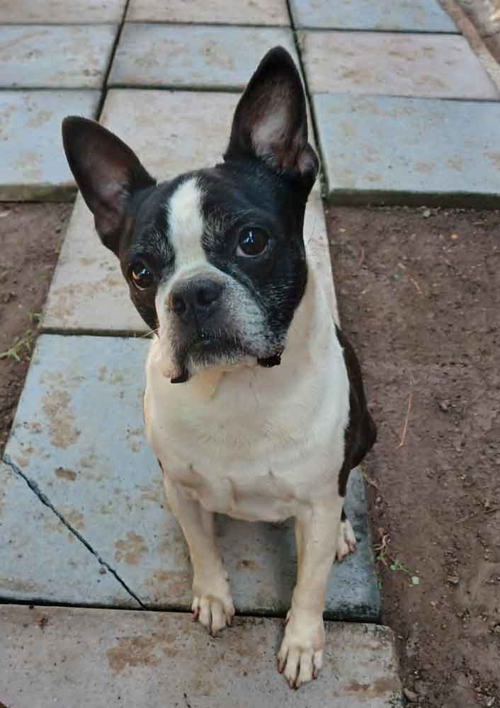 #181 KwaZulu Natal, Pietermaritzburg: Adopt Boston Terrier Pair 7 female Boston Terrier 8 years old