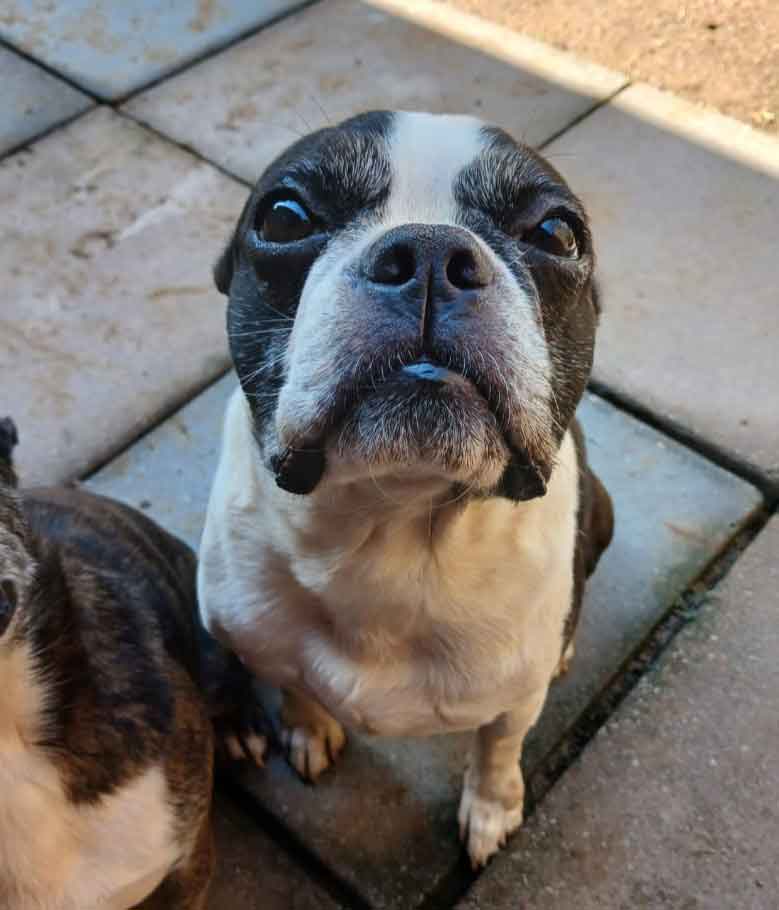 #181 KwaZulu Natal, Pietermaritzburg: Adopt Boston Terrier Pair 5 female Boston Terrier
