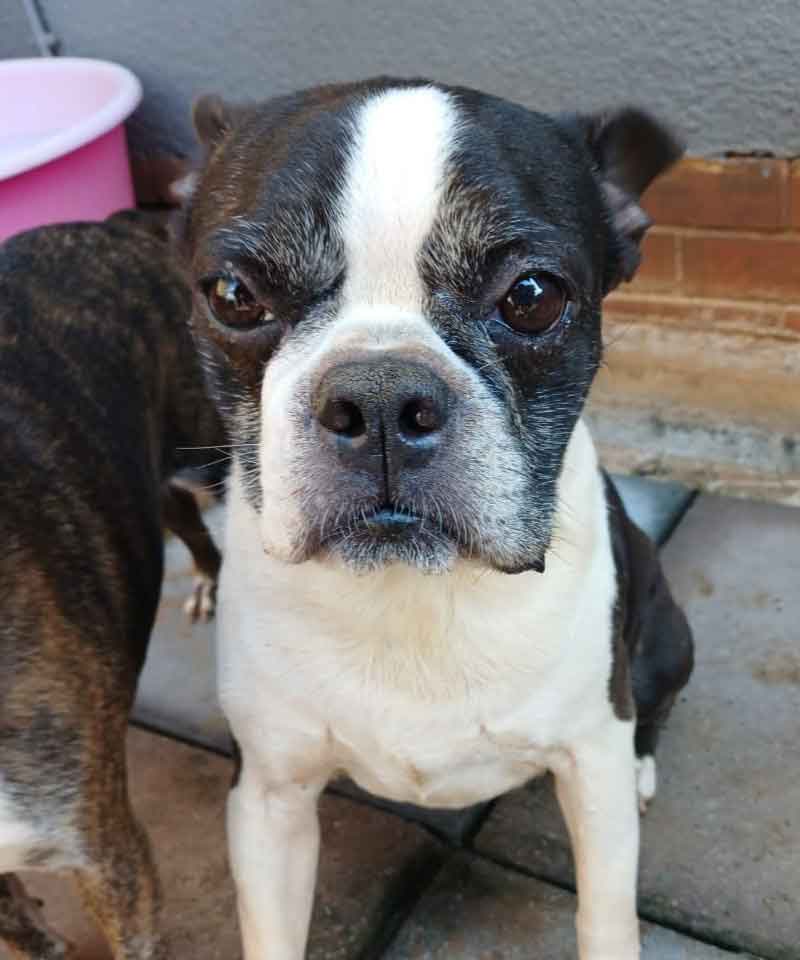 #181 KwaZulu Natal, Pietermaritzburg: Adopt Boston Terrier Pair 6 8 year old female Boston Terrier