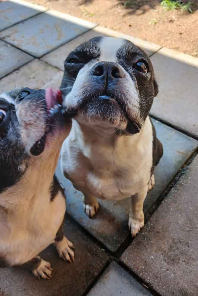 #181 KwaZulu Natal, Pietermaritzburg: Adopt Boston Terrier Pair 8 Micah female Boston Terrier 3