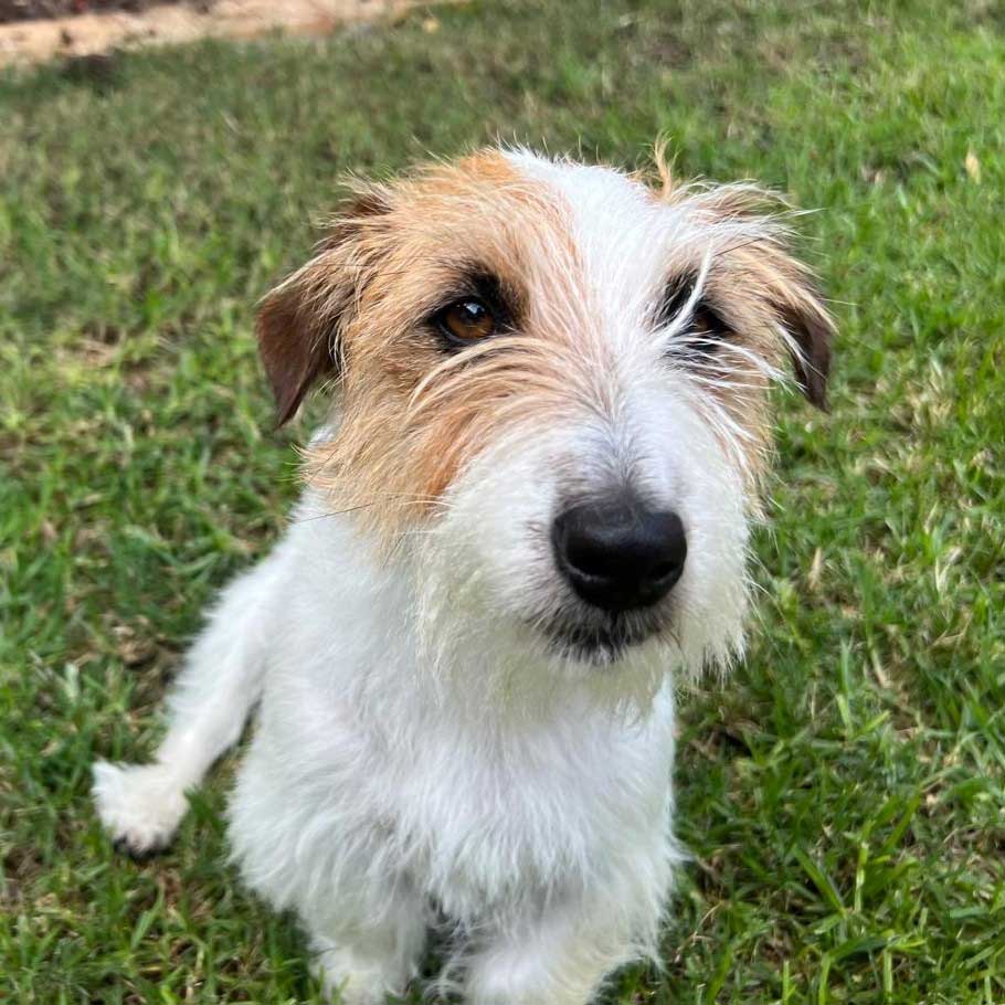 Muna, female Wired Haired Jack Russell