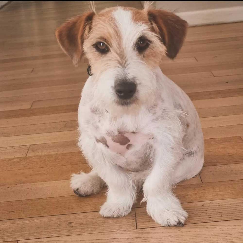Muna, female Wired Haired Jack Russell pup