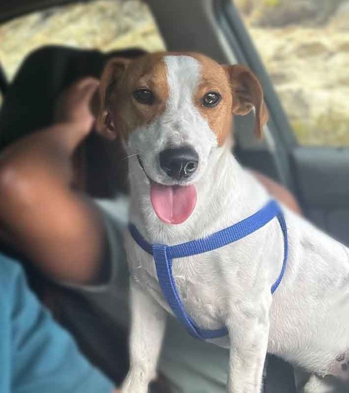 Pluto Male Jack Russell