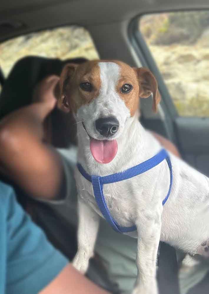 #179 ALREADY ADOPTED - Western Cape, Parow: Pluto Male Jack Russell 1 Pluto Male Jack Russell