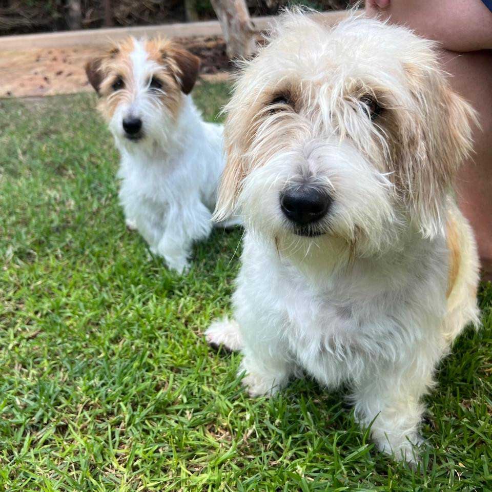 Wired Haired Jack Russell Pair