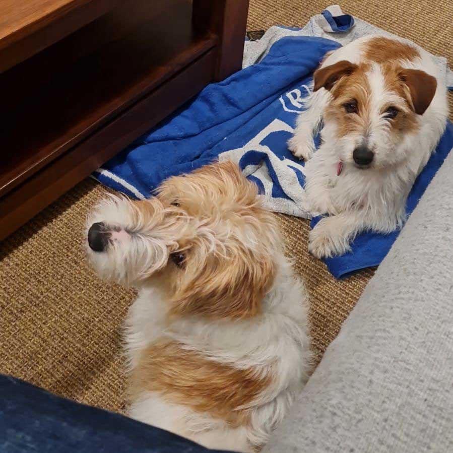 Jack Russells male and female