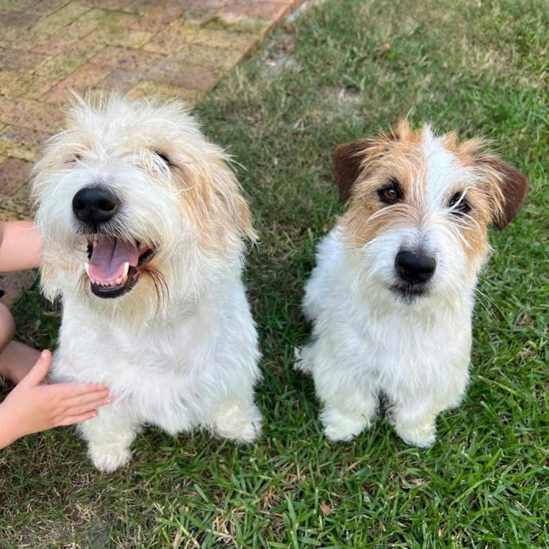 Adopt Wired Haired Jack Russell Pair