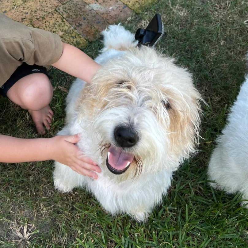Skipper male Wired Haired Jack Russell