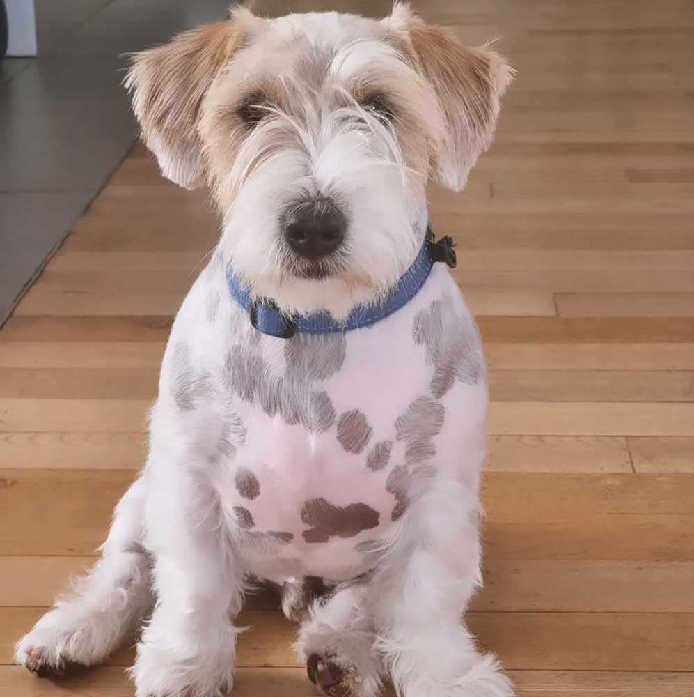 Skipper male Wired Haired Jack Russell pup