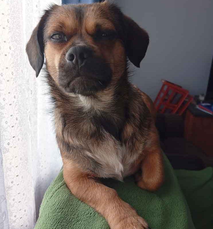 Female Pekehund Skylar