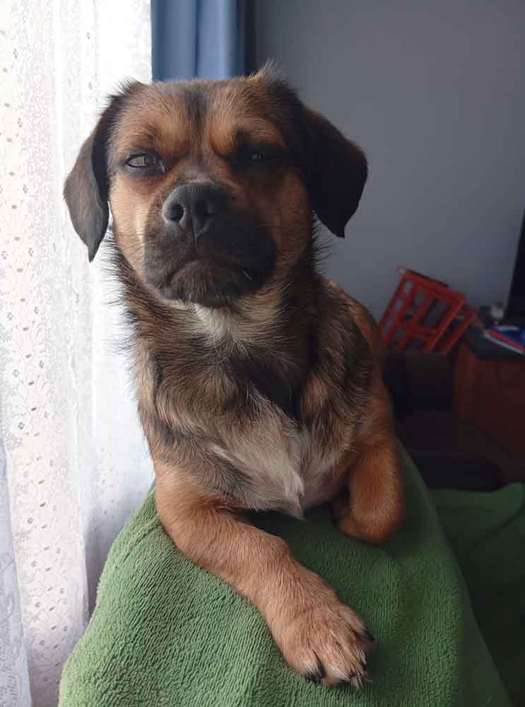 #175 ALREADY ADOPTED - Gauteng, Krugersdorp: Female Pekehund Skylar 1 Female Pekehund Skylar