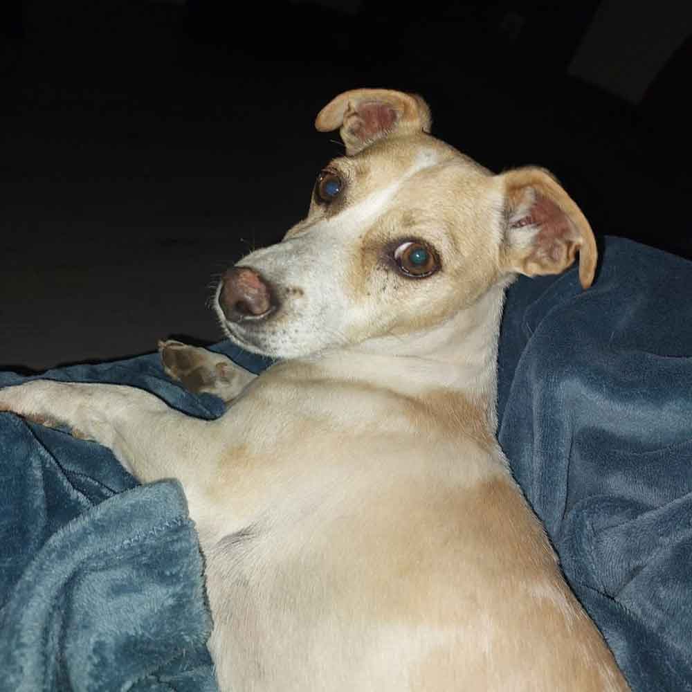 #180 Gauteng, Benoni ~ Adopt Jack Russells 2 Tyson 4 year old male Jack Russell