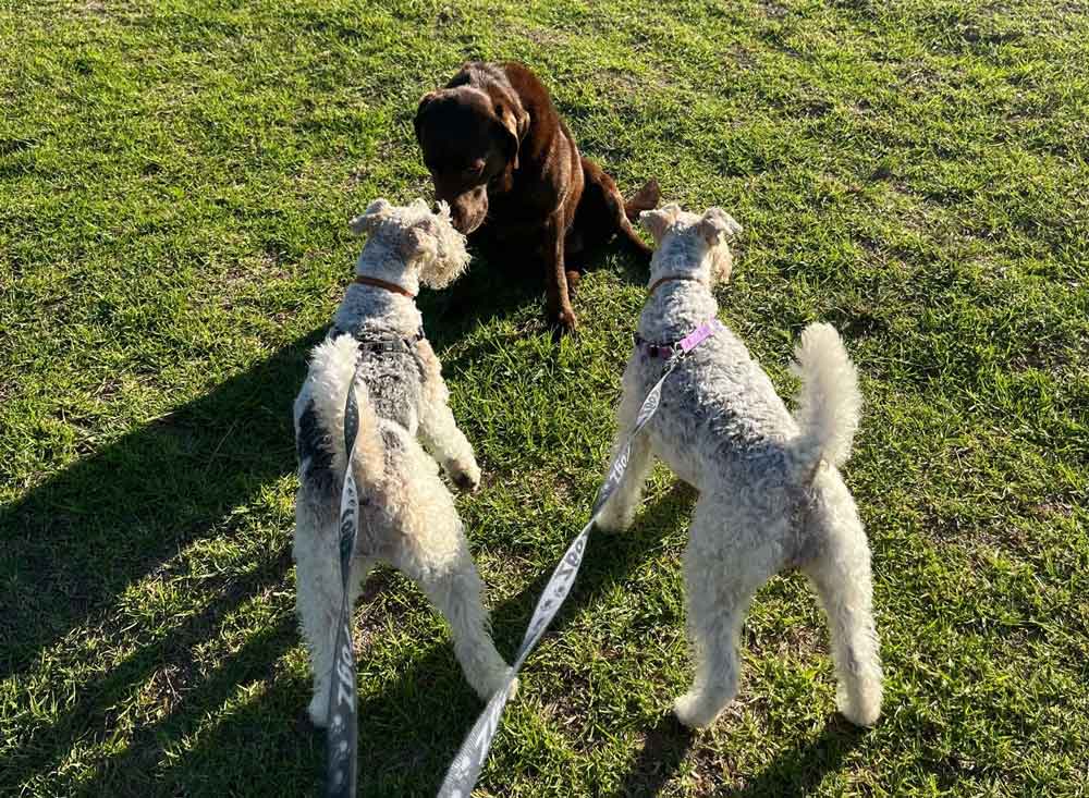 #177 ALREADY ADOPTED - Western Cape, Standford: Female Wirehaired Fox Terriers 12 Wirehaired Fox Terrier Dog Socialization: