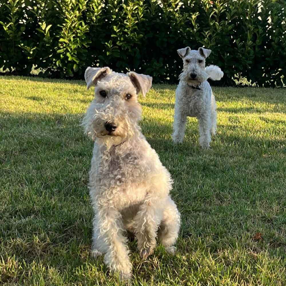 #177 ALREADY ADOPTED - Western Cape, Standford: Female Wirehaired Fox Terriers 13 two female Wirehaired Fox Terriers 6 years old