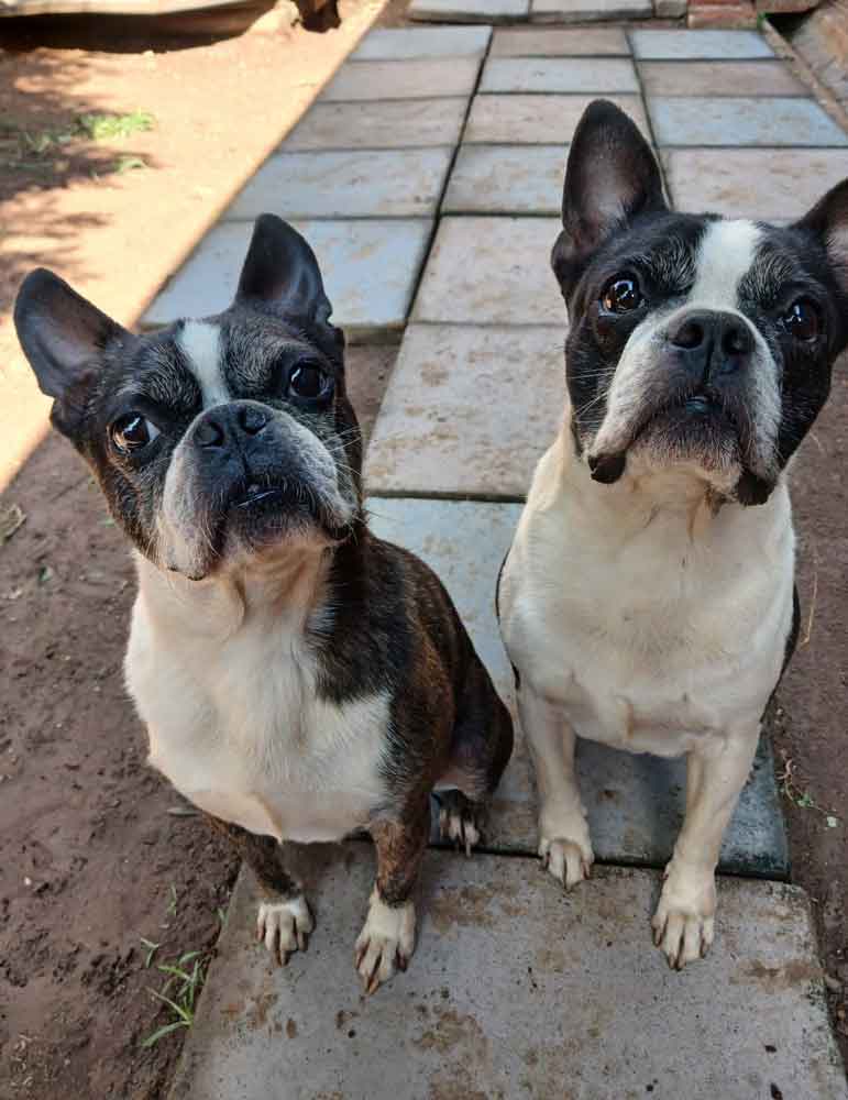 #181 KwaZulu Natal, Pietermaritzburg: Adopt Boston Terrier Pair 1 male and female Boston Terrier