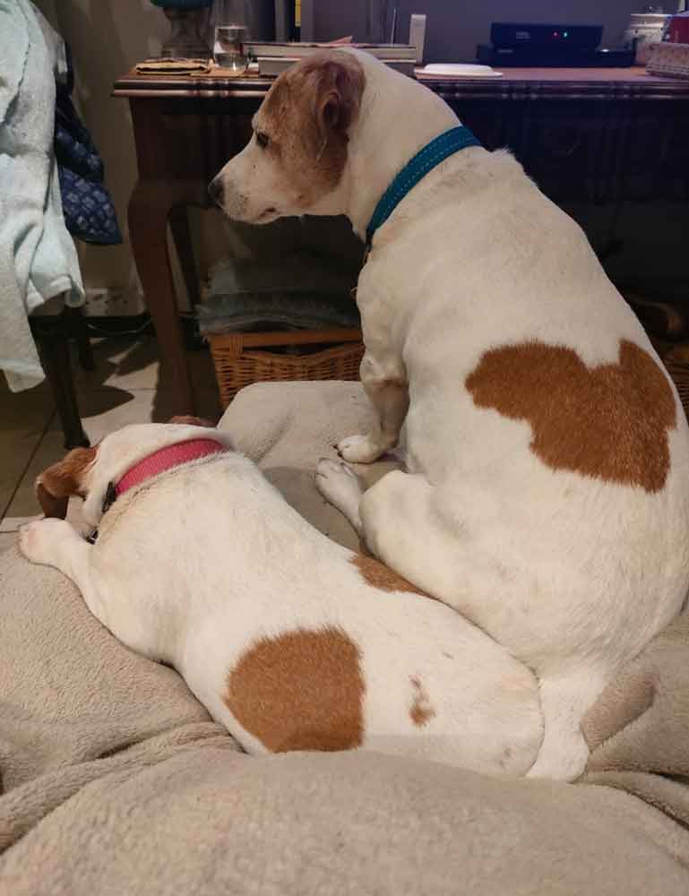 Eddie and Bayley senior Jack Russell 2