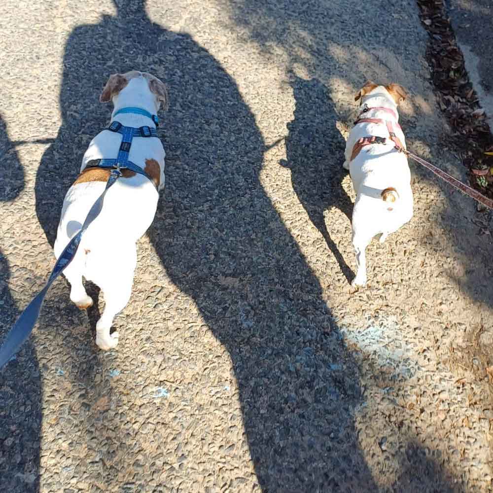 Eddie and Bayley senior Jack Russell 3