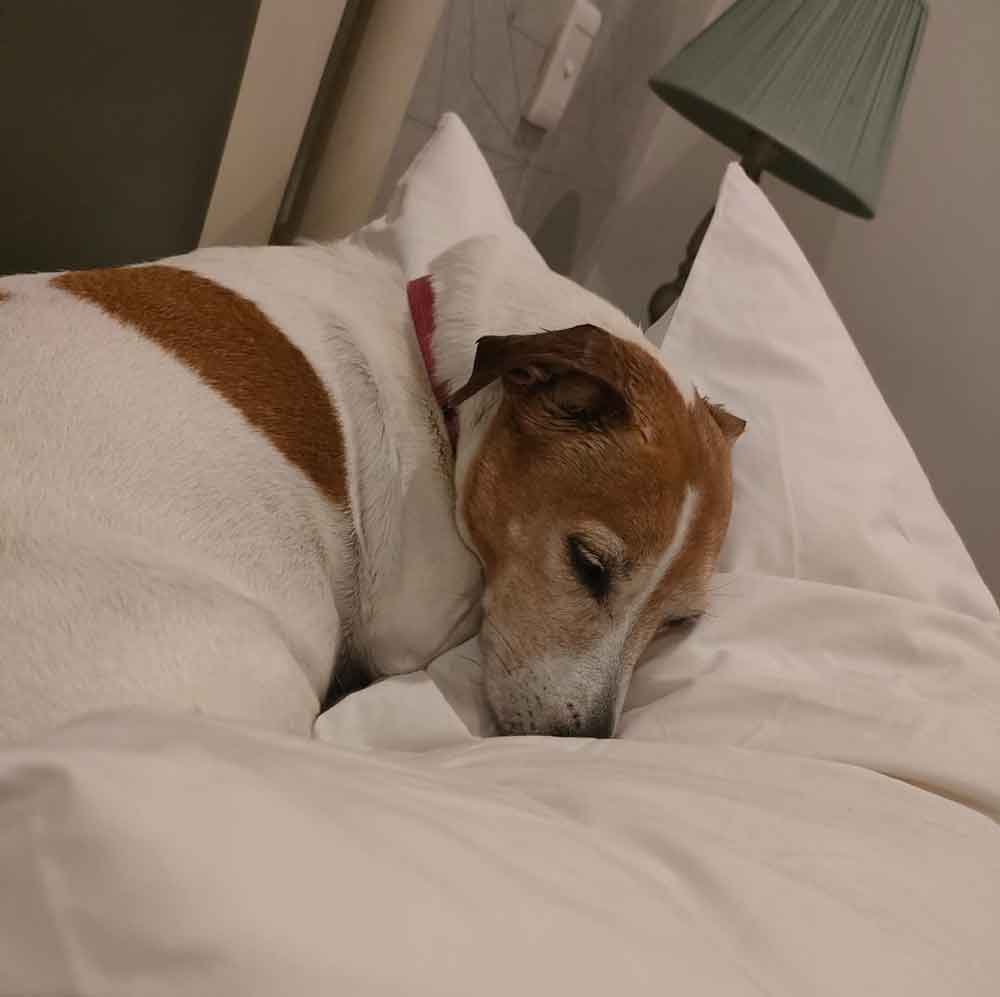 senior female Jack Russell