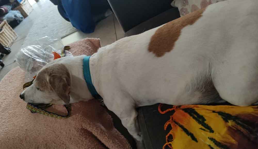 Eddie, senior male Jack Russell