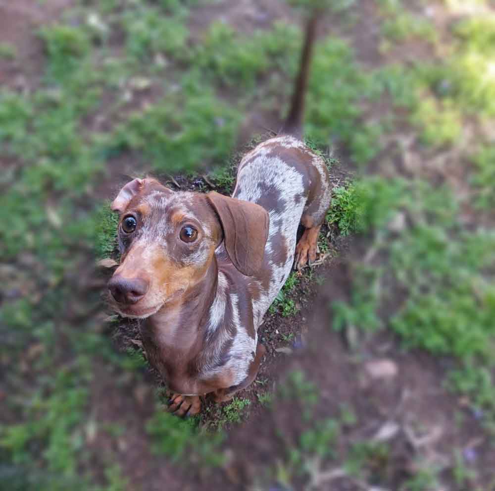 #183 ALREADY ADOPTED - Gauteng, Roodepoort: Dapple Miniature Dachshund 5 Miniature Dachshund