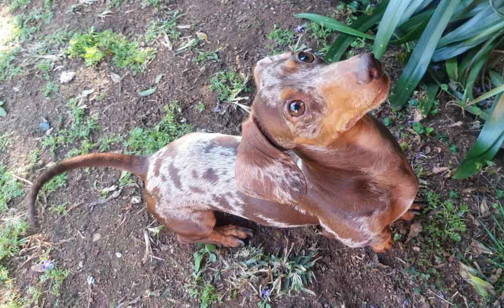 #183 ALREADY ADOPTED - Gauteng, Roodepoort: Dapple Miniature Dachshund 4 Miniature Dachshund