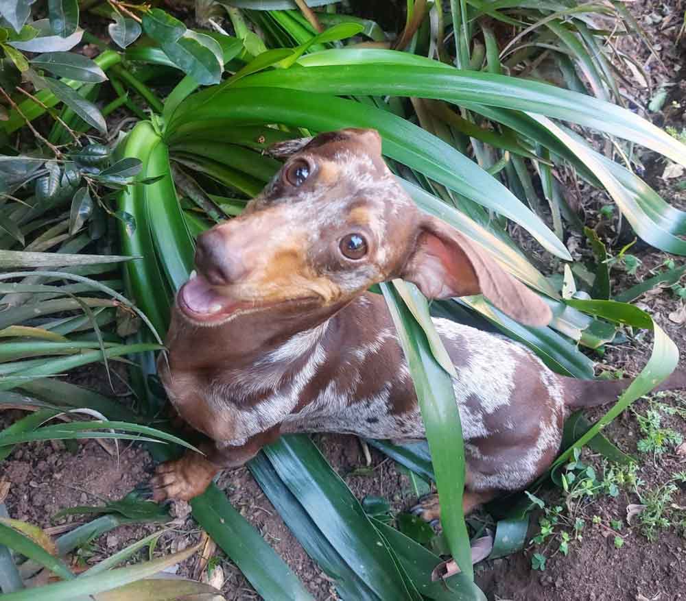 #183 ALREADY ADOPTED - Gauteng, Roodepoort: Dapple Miniature Dachshund 3 mini Dachshund male