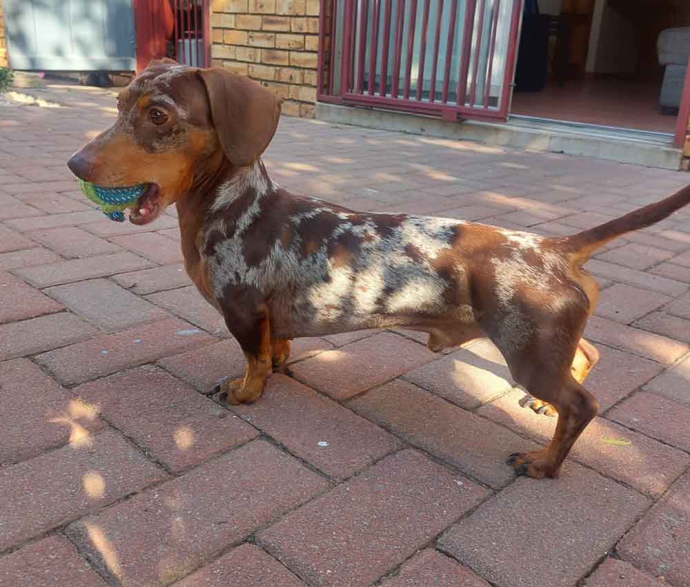 #183 ALREADY ADOPTED - Gauteng, Roodepoort: Dapple Miniature Dachshund 1 Dapple Miniature Dachshund