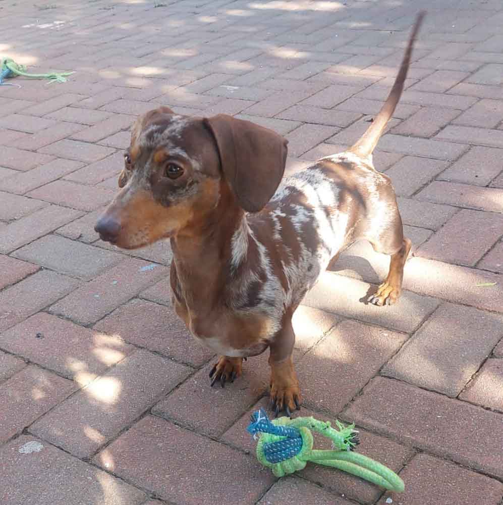 #183 ALREADY ADOPTED - Gauteng, Roodepoort: Dapple Miniature Dachshund 2 dapple miniature dachshund male