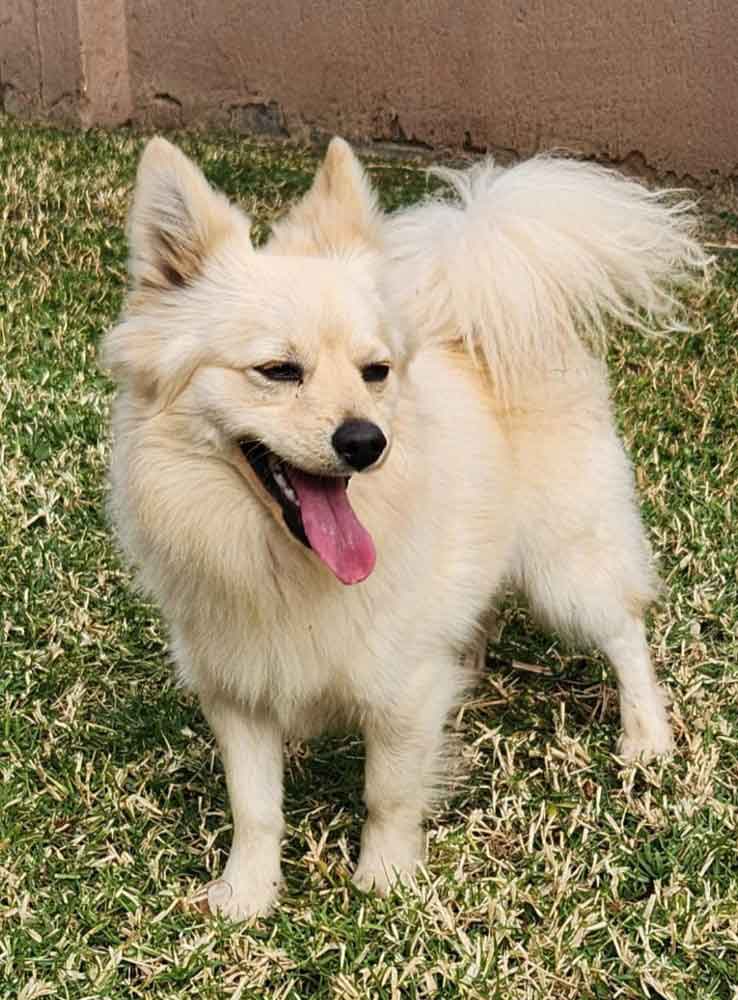 #182 ALREADY ADOPTED - Gauteng, Centurion: Adopt Toy Pom Buddy 7 male Toy Pom