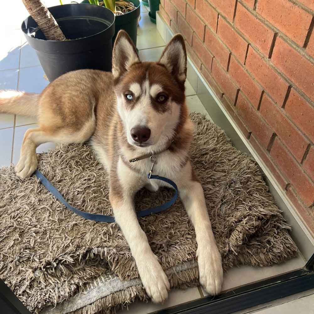 #185 ALREADY ADOPTED - Gauteng, Pretoria: Siberian Husky Puppy 1 Siberian Husky Puppy