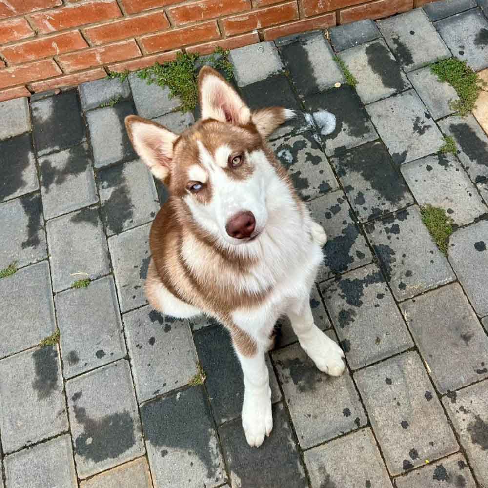 #185 ALREADY ADOPTED - Gauteng, Pretoria: Siberian Husky Puppy 2 6-month-old male Siberian Husky puppy,