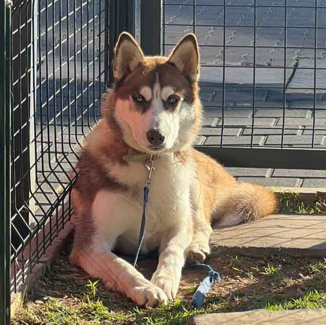 #185 ALREADY ADOPTED - Gauteng, Pretoria: Siberian Husky Puppy 3 6-month-old male Siberian Husky puppy,