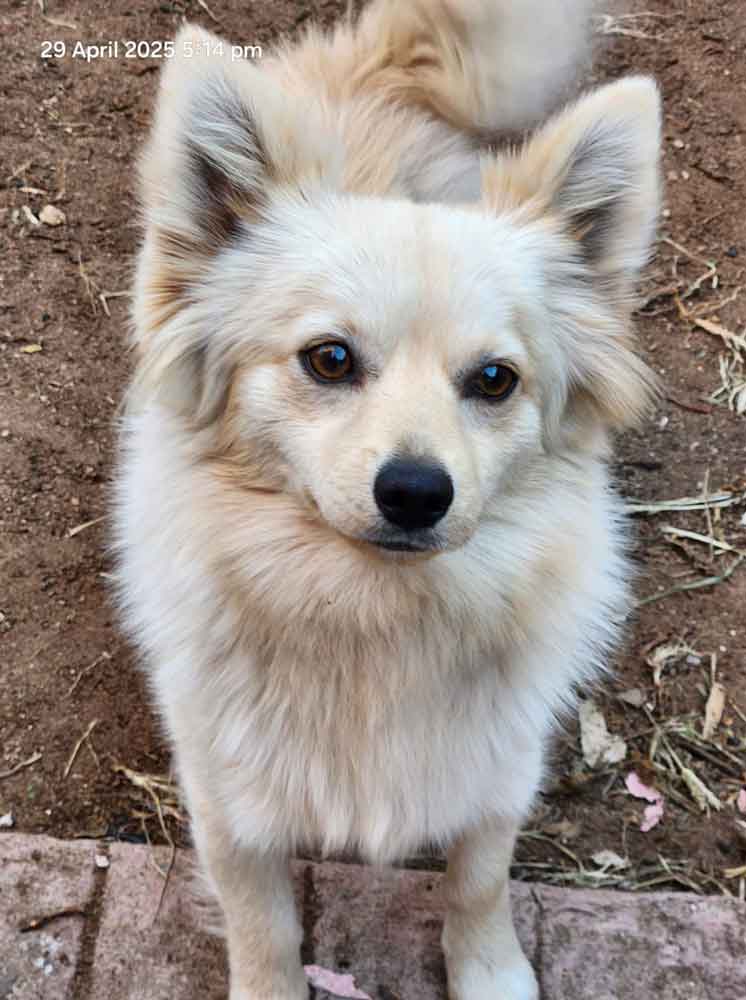 #182 Gauteng, Centurion: Adopt Toy Pom Buddy 3 Pom-Jack: Toy Pom cross Jack Russell