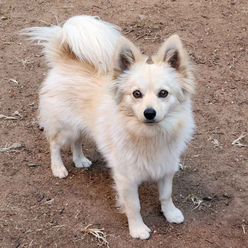 #182 Gauteng, Centurion: Adopt Toy Pom Buddy 2 1 year old male Toy Pom cross