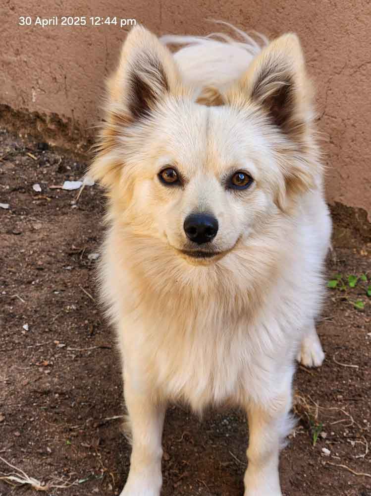 #182 Gauteng, Centurion: Adopt Toy Pom Buddy 5 one year old male Pomeranian