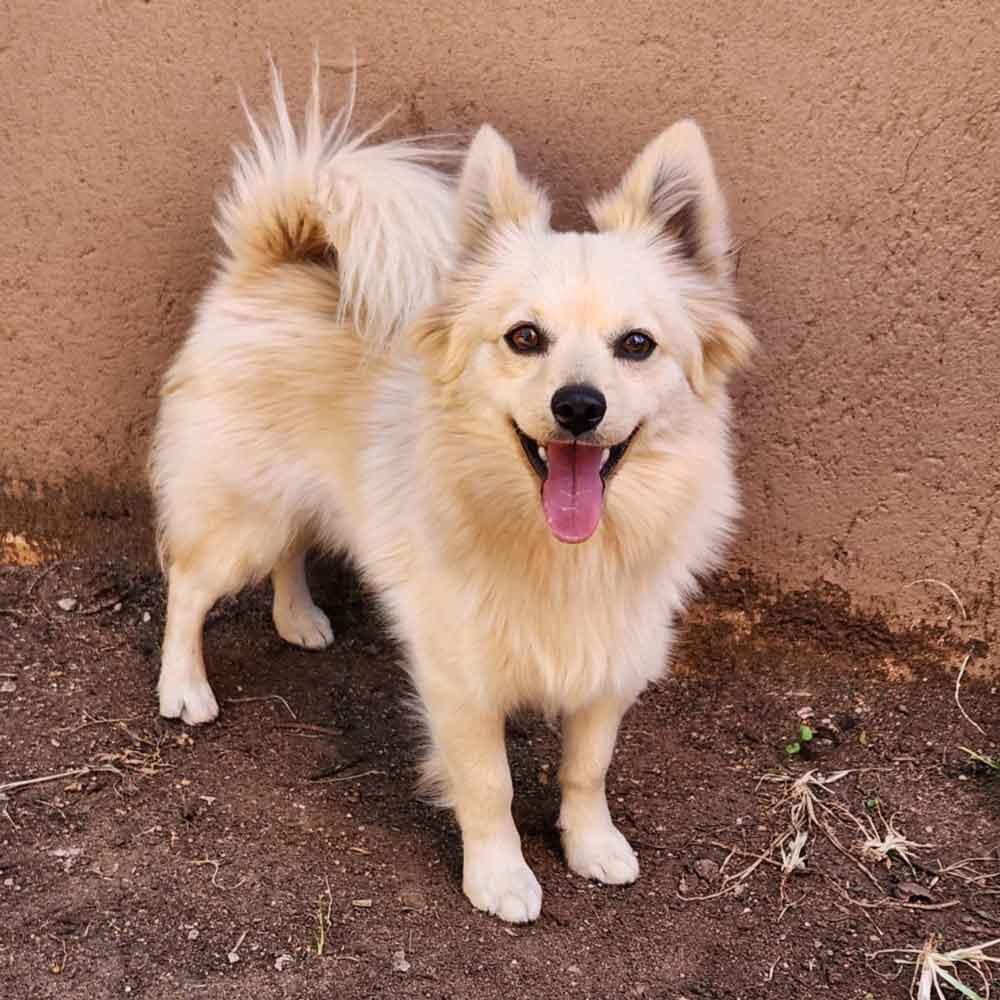 #182 Gauteng, Centurion: Adopt Toy Pom Buddy 1 Adopt Toy Pom Buddy