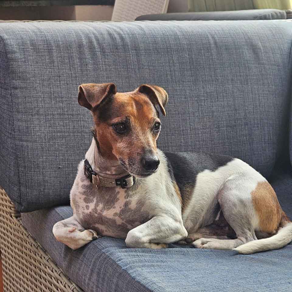 #192 ALREADY ADOPTED - Gauteng, Pretoria ~ Blackie the Jack Russell 1 Blackie the Jack Russell