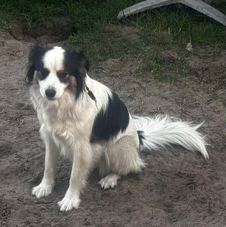 #190 Western Cape, Kuilsriver ~ Adopt Border Collies 2 2-year-old female Border Collie cross