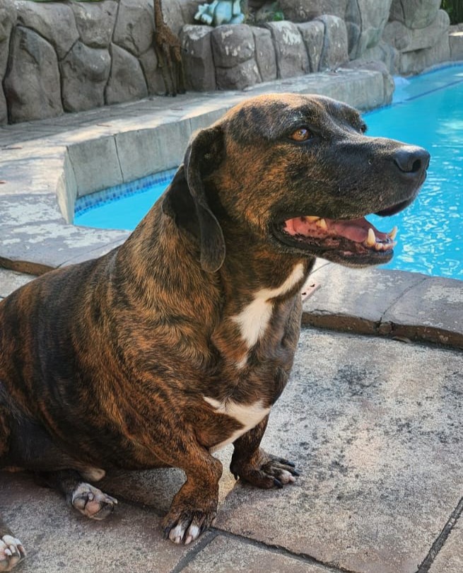 #189 Gauteng, Randburg ~ Adopt Rosie or Flash 6 Flash male Staffie cross Bassett 2