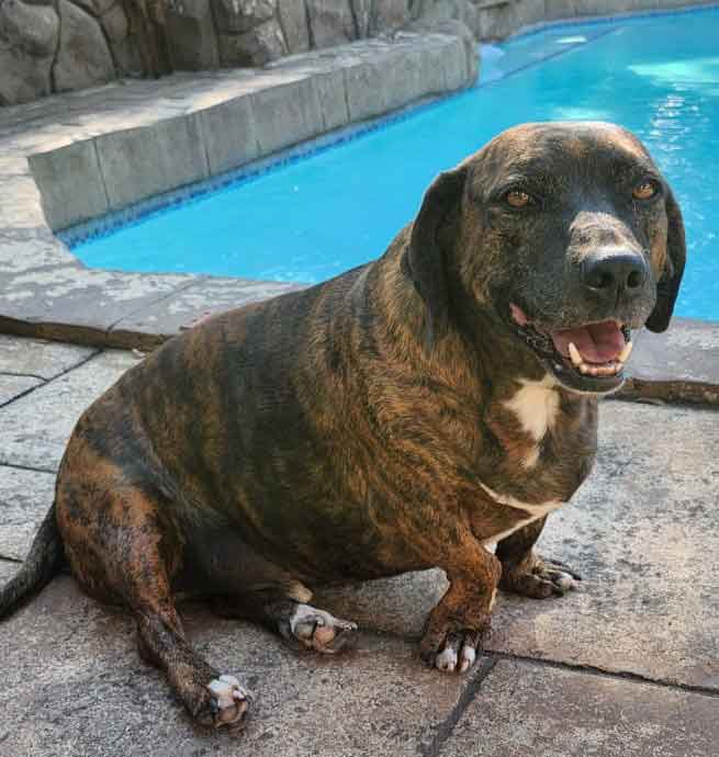 #189 Gauteng, Randburg ~ Adopt Rosie or Flash 5 6-year-old male Staffie-Basset cross