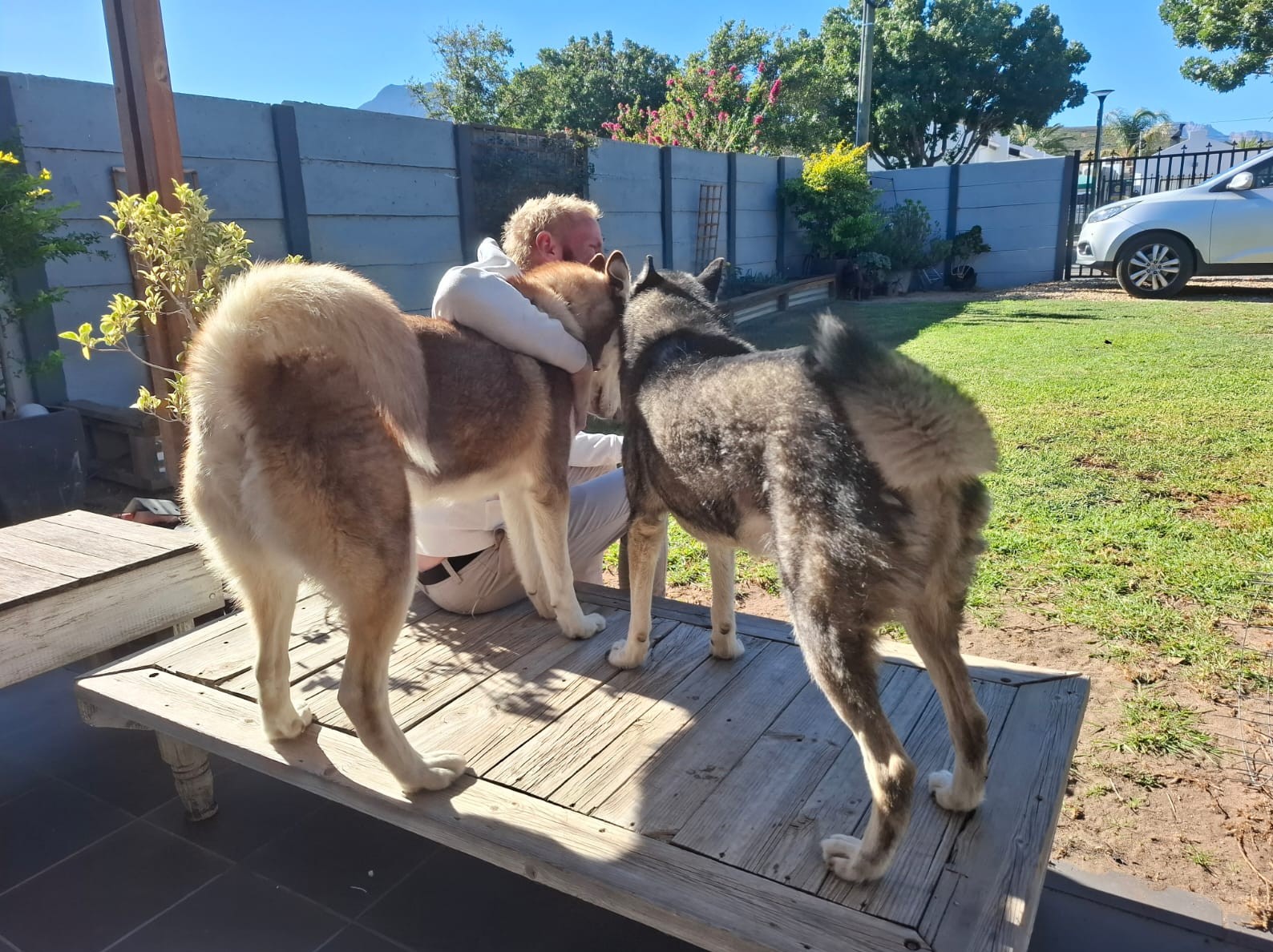 Success Story ~ Indigo Goes To Join His Pack