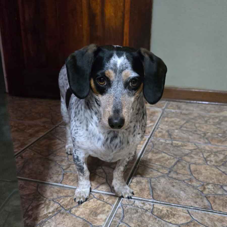 #187 ALREADY ADOPTED - Gauteng, Krugersdorp ~ Daxie Females Lilli and Luna 3 1 year old female Dachshund cross