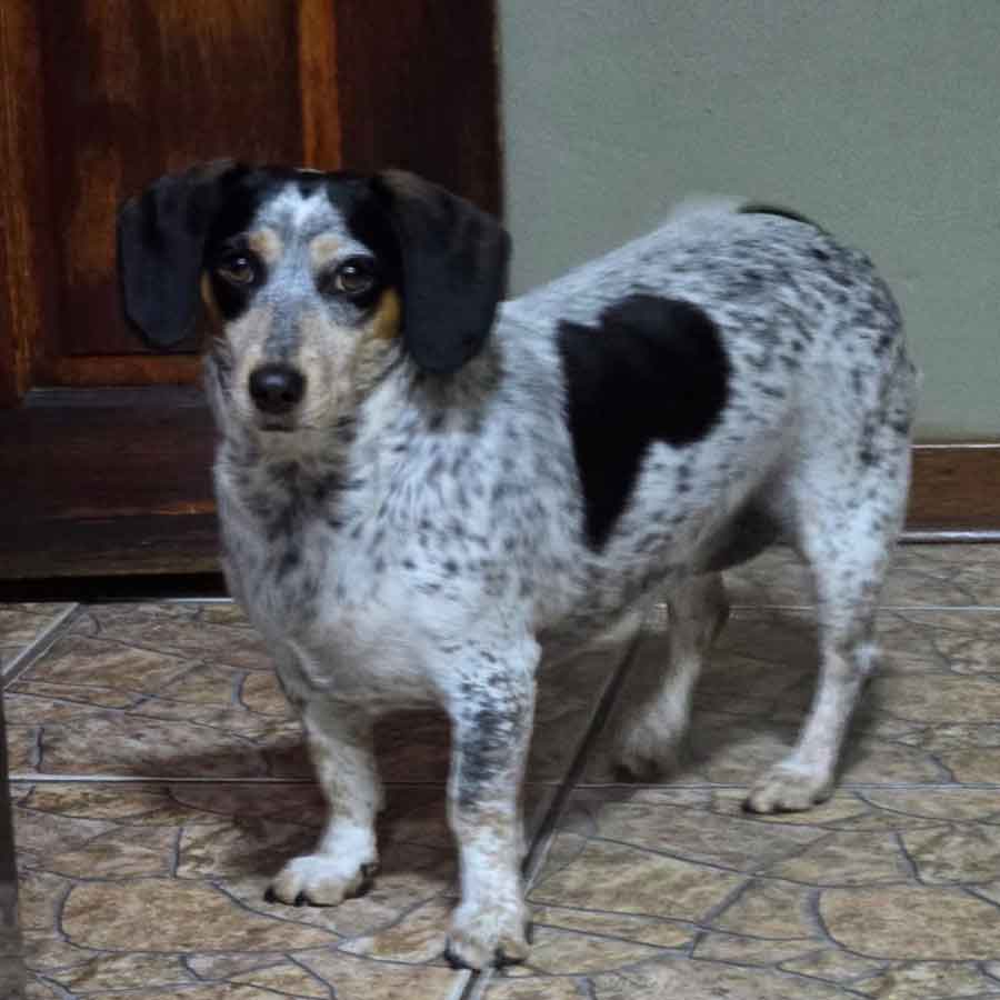 #187 ALREADY ADOPTED - Gauteng, Krugersdorp ~ Daxie Females Lilli and Luna 4 female Dachshund cross