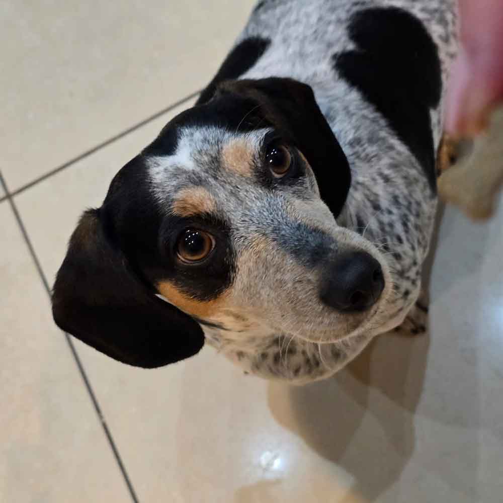 #187 ALREADY ADOPTED - Gauteng, Krugersdorp ~ Daxie Females Lilli and Luna 2 Lilli female Daxie