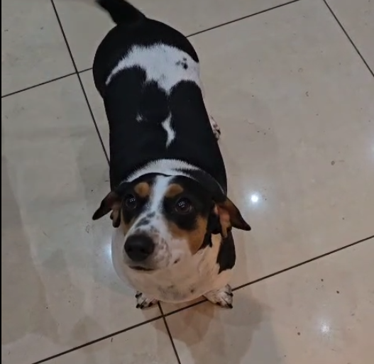 #187 ALREADY ADOPTED - Gauteng, Krugersdorp ~ Daxie Females Lilli and Luna 7 Luna one year old female Dacshund