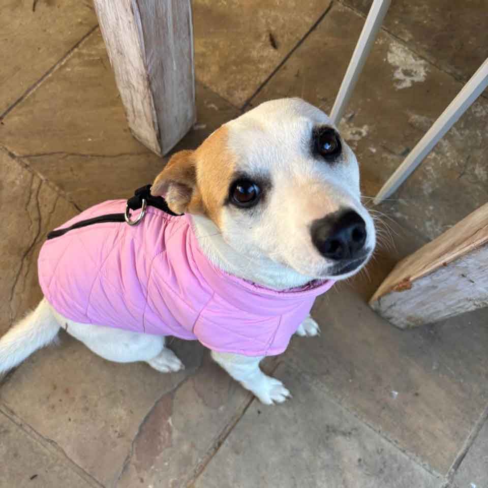 #188 ALREADY ADOPTED - Western Cape, Durbanville ~ Foxy Russell Female Puppy 5 10 month old female Jack Russell cross Fox Terrier
