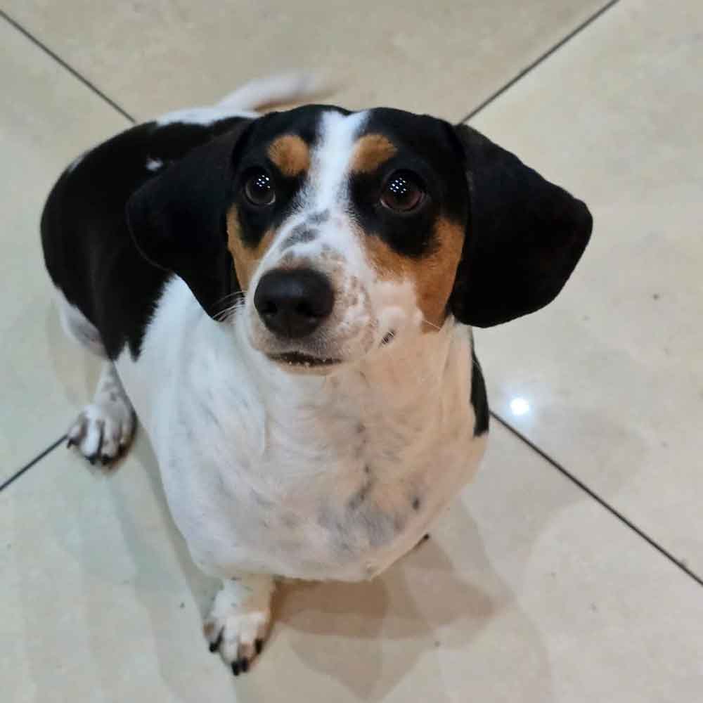 #187 ALREADY ADOPTED - Gauteng, Krugersdorp ~ Daxie Females Lilli and Luna 5 Luna one year old female Dacshund