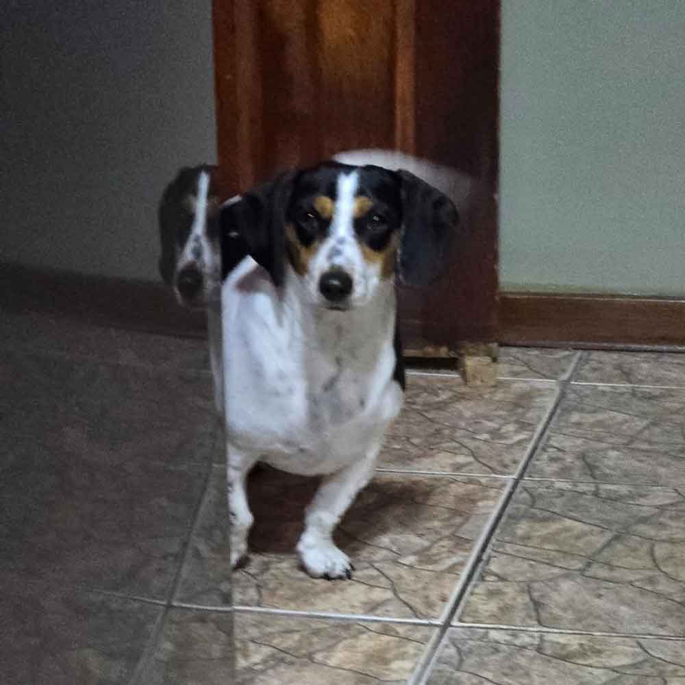 #187 ALREADY ADOPTED - Gauteng, Krugersdorp ~ Daxie Females Lilli and Luna 6 Luna one year old female Dacshund